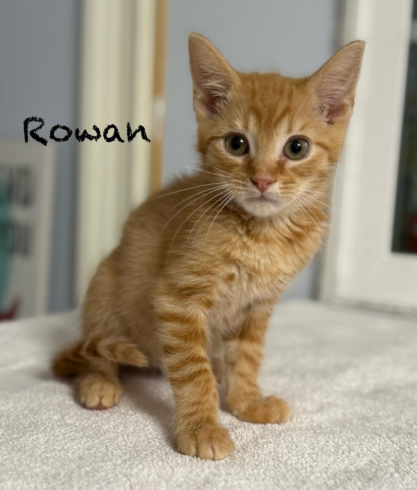 Rowan