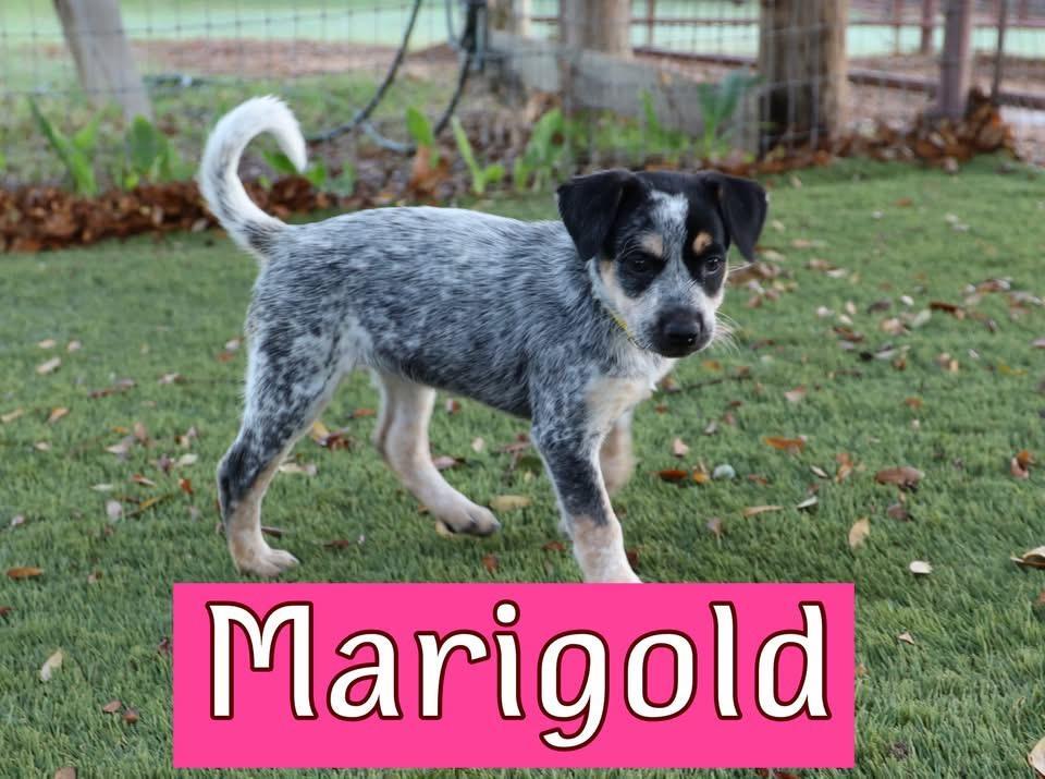 Marigold