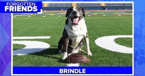 Brindle