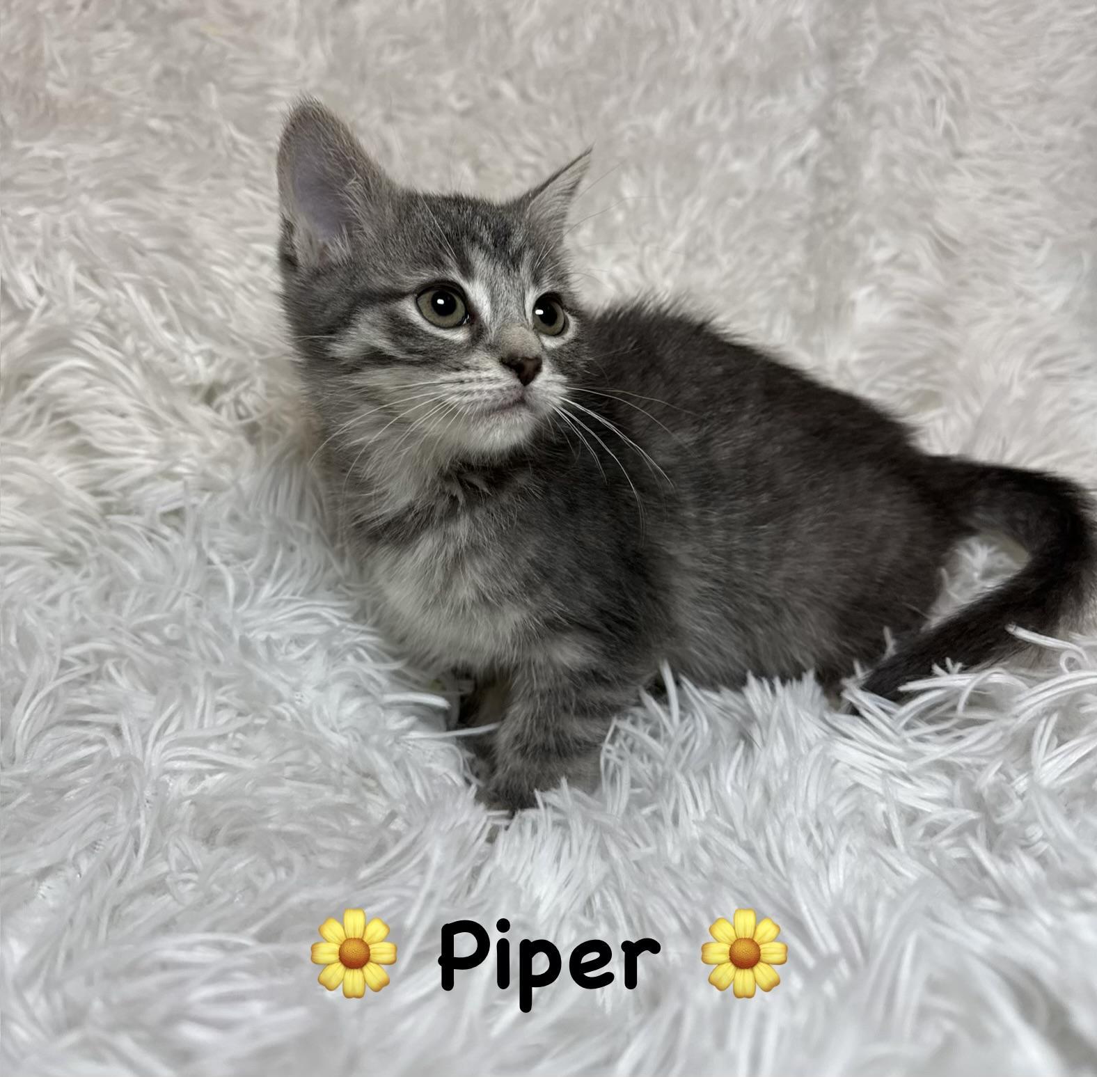 Piper