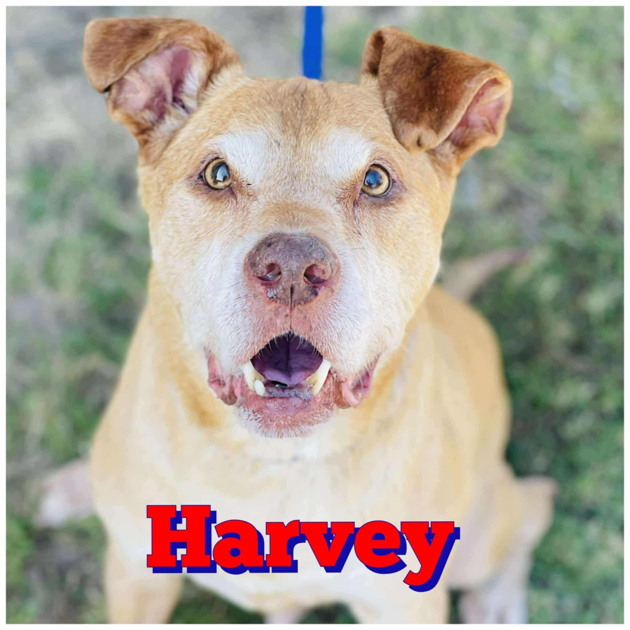 Harvey