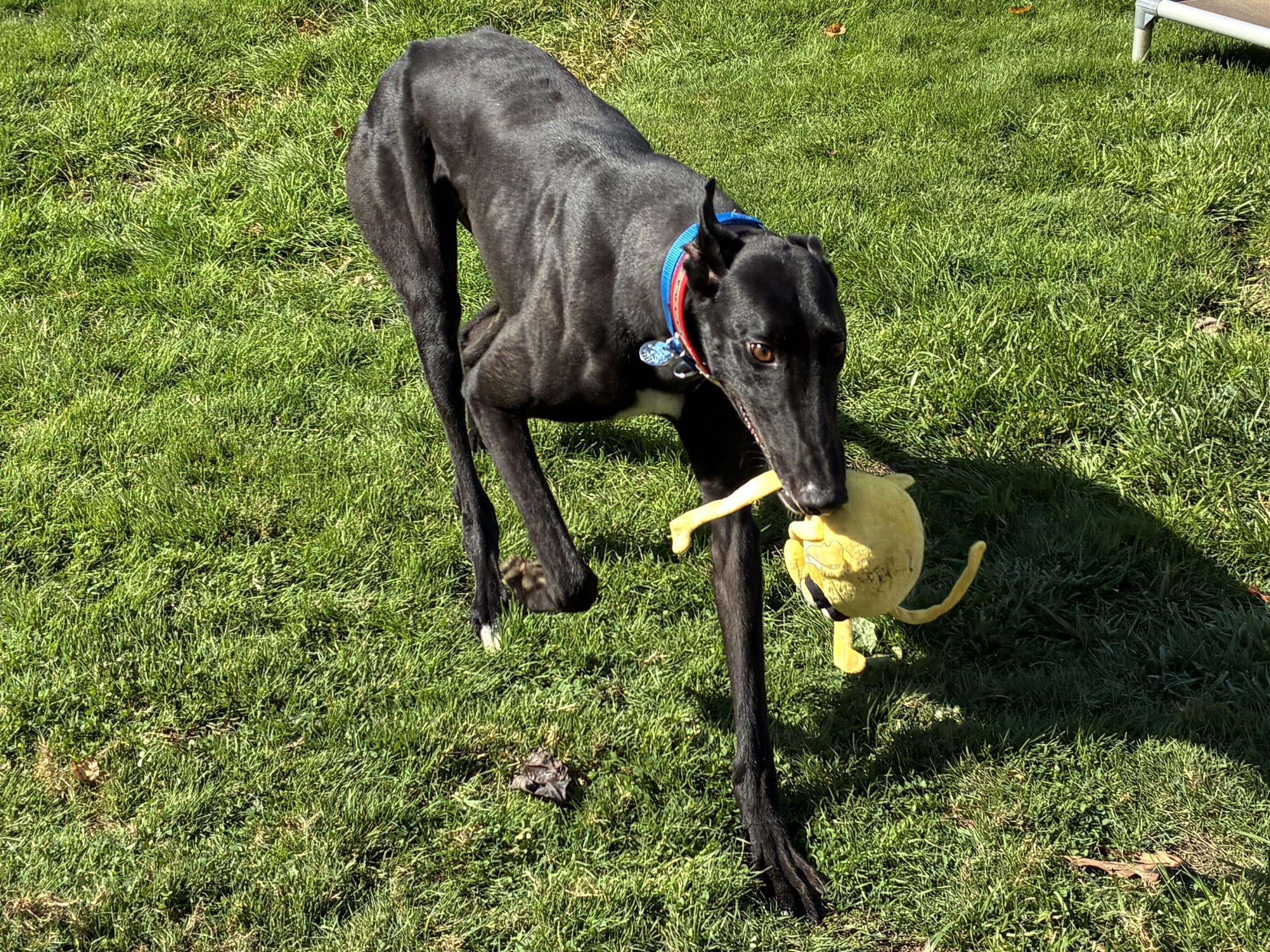 Paint It Black "willy"