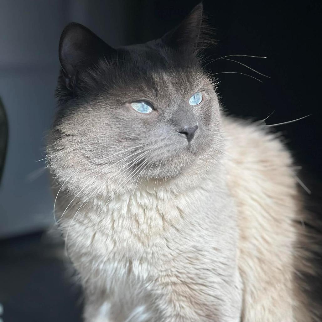 An adult small-sized male Gray / Blue / Silver Siamese cat named Aspen for adoption in Fort Worth, TX