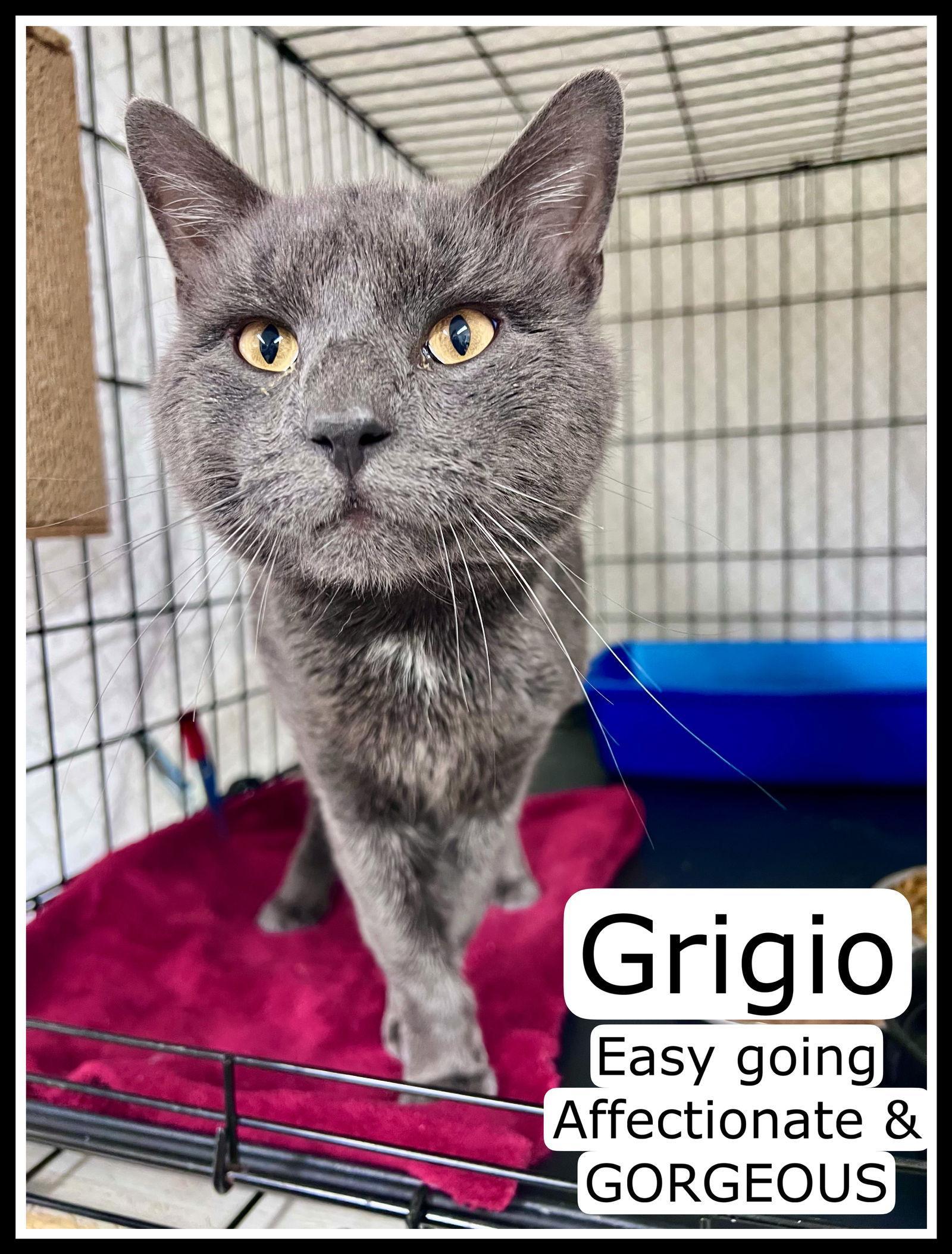 An adult large-sized male Gray / Blue / Silver Domestic Short Hair cat named Grigiowillow Grove for adoption in Greenville, DE