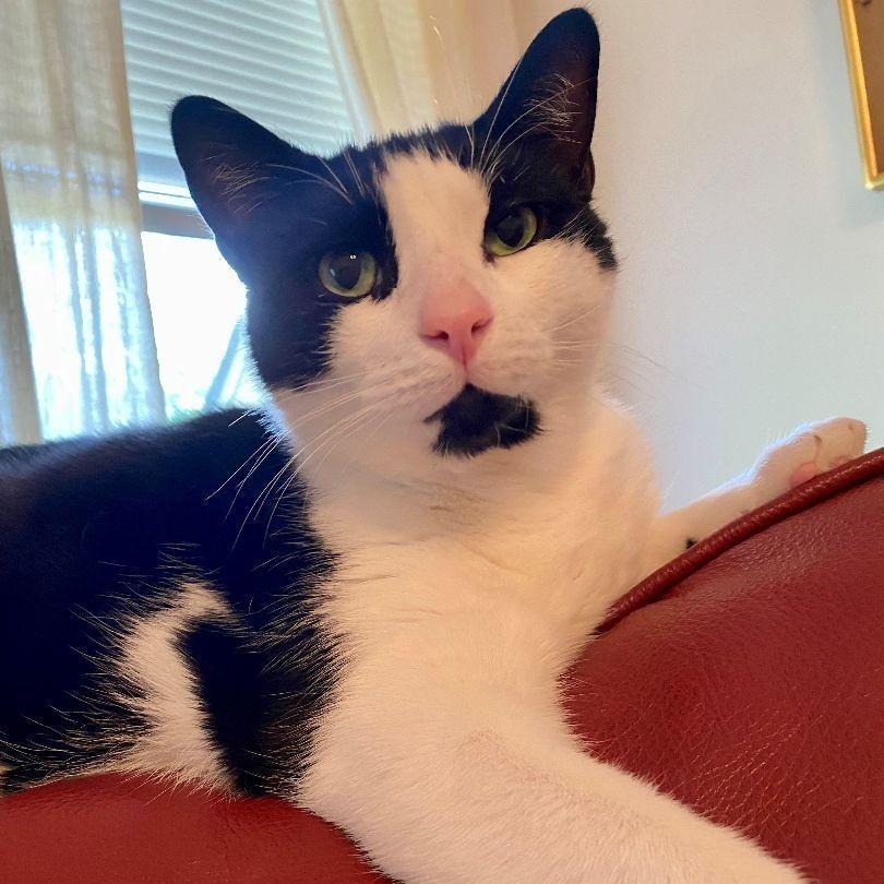 An adult large-sized male Black & White / Tuxedo Domestic Short Hair cat named Gilmore for adoption in Dover, DE