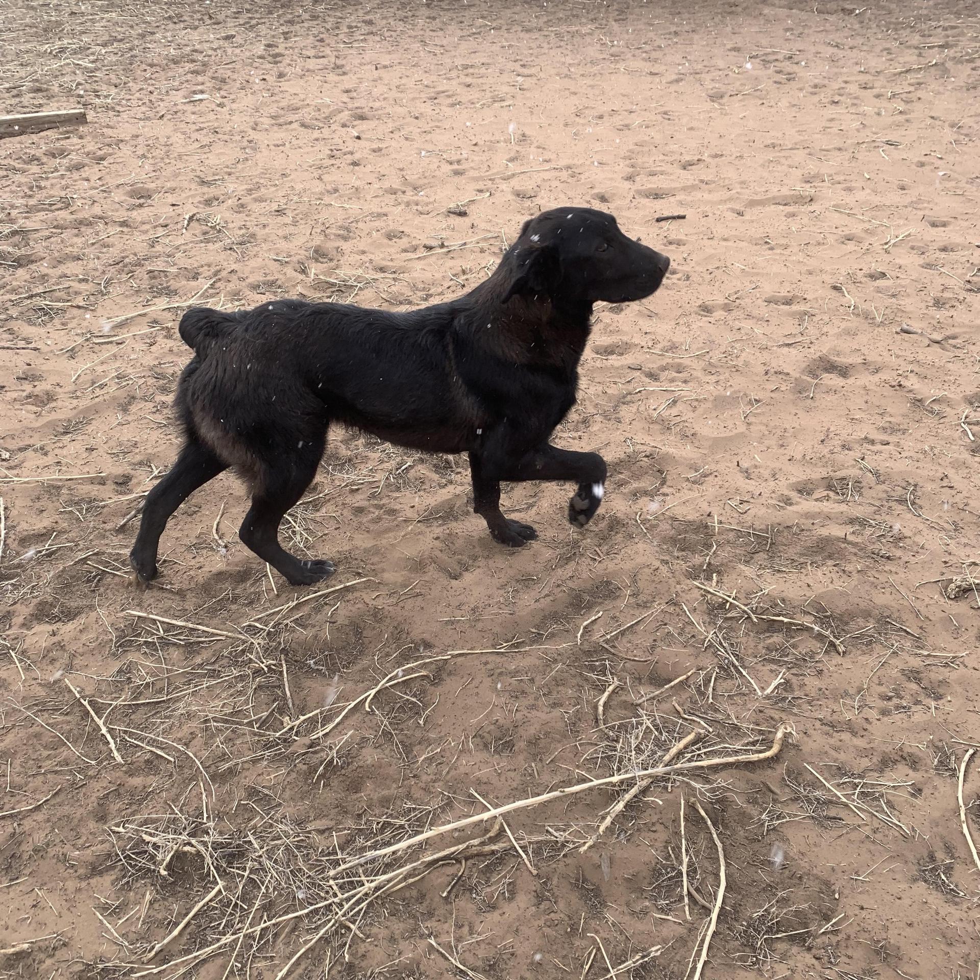 A young medium-sized male Black Australian Cattle Dog / Blue Heeler dog named Reed for adoption in Chinle, AZ