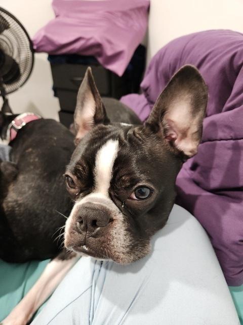 Odin Meredith Maryville