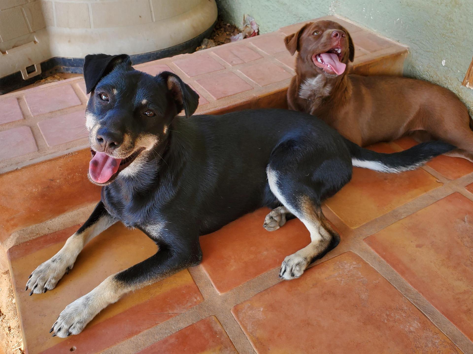 An adult medium-sized male Bicolor Mixed Breed dog named Ricochet for adoption in Snyder, TX