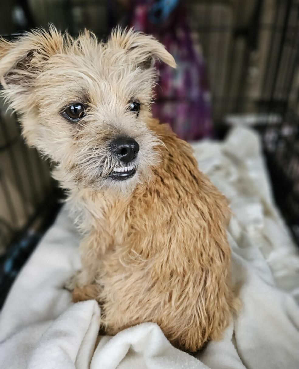 Teddybear Morkie! photo 1