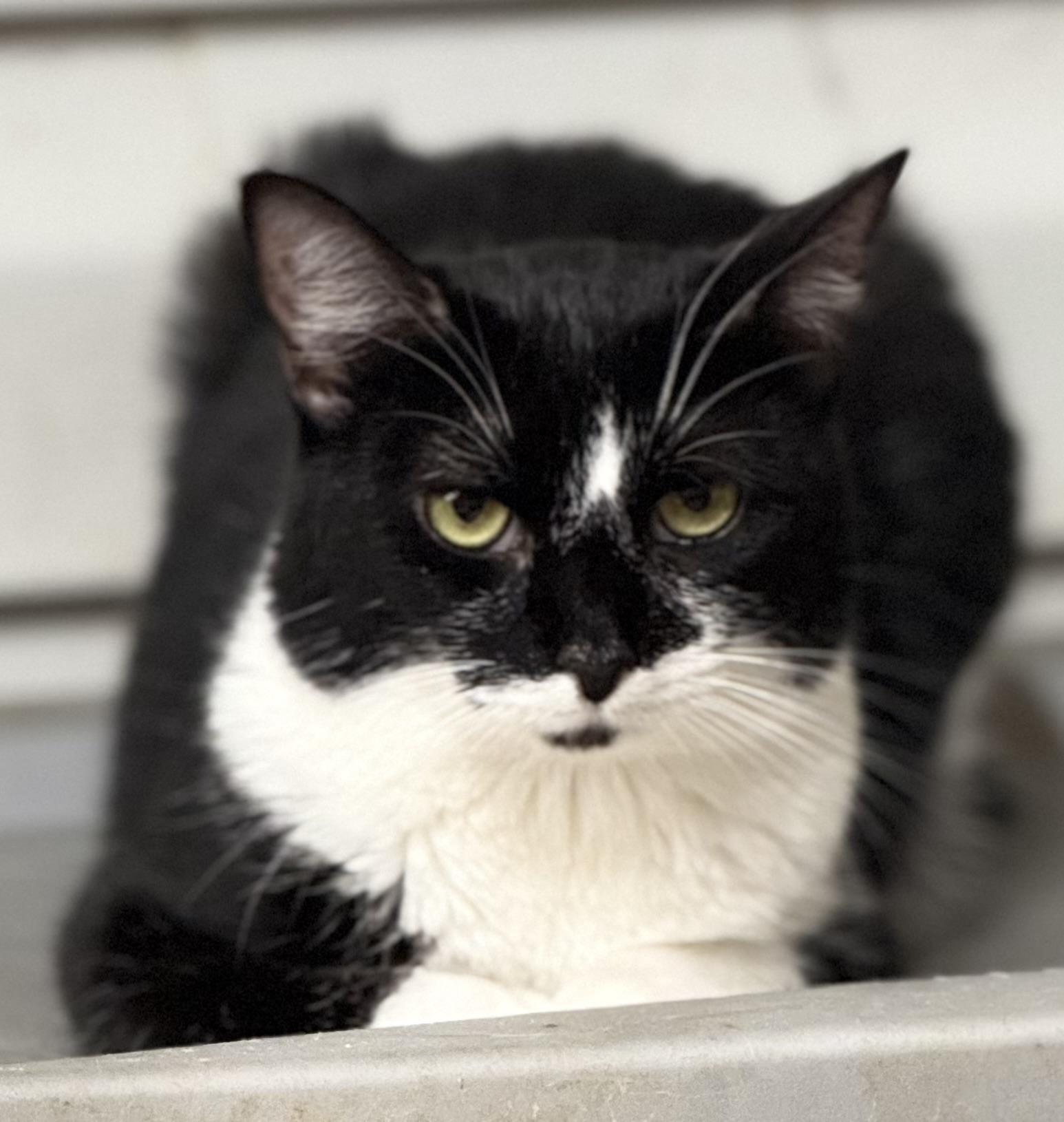 Starr Bobtail photo 1