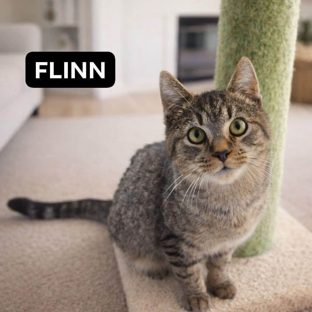 Flinn