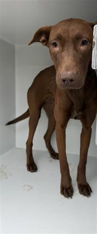 A young large-sized female Labrador Retriever dog named Biscotti for adoption in Houston, TX