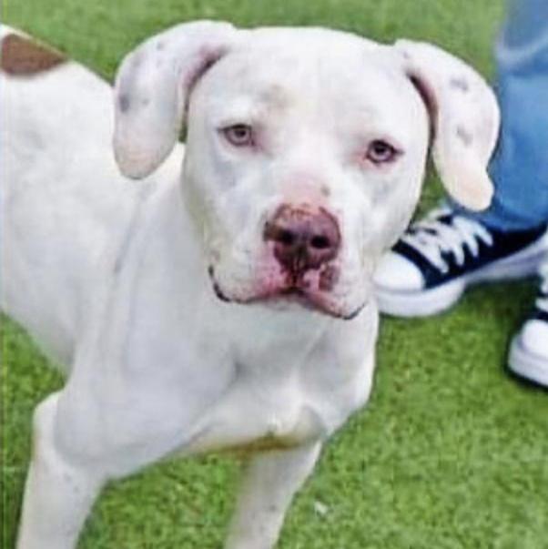 A young medium-sized male American Staffordshire Terrier dog named Marty for adoption in Longview, TX