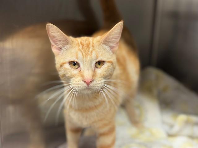 A young small-sized female Domestic Short Hair cat named Inna for adoption in Rancho Cucamonga, CA