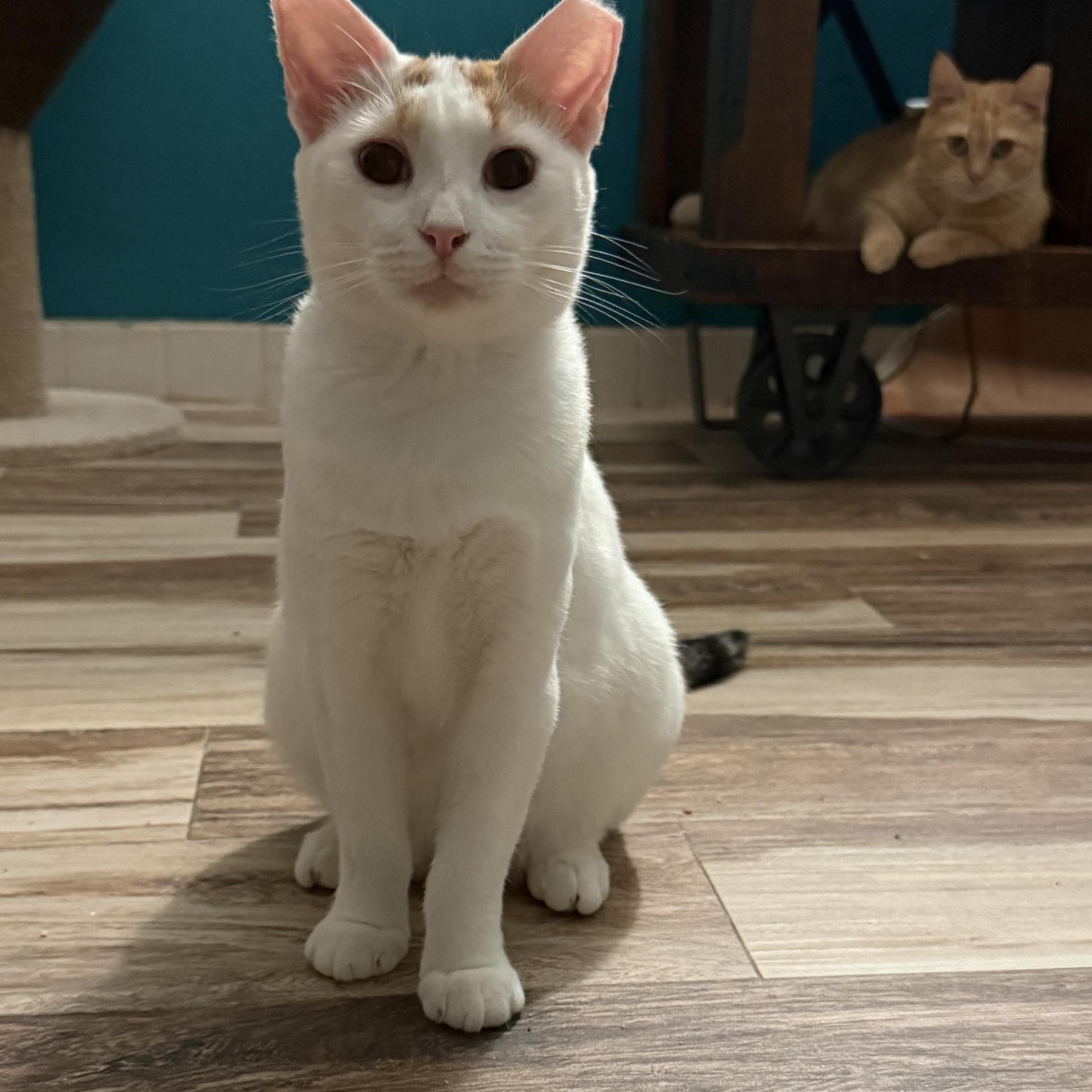 A young medium-sized female White Domestic Short Hair cat named Sloan for adoption in Boca Raton, FL