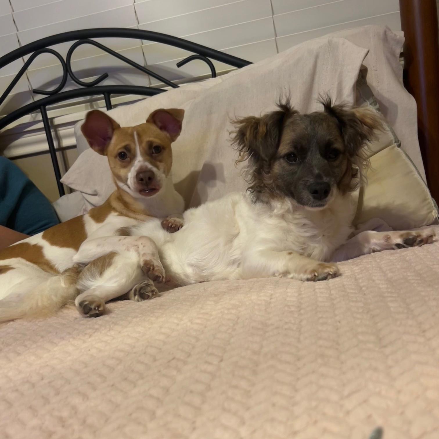 An adult small-sized male Mixed Breed dog named Little Larry & Leo for adoption in Spring, TX