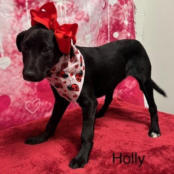 Holly