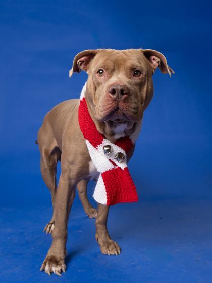 An adult large-sized male Mixed Breed dog named Puncho for adoption in Atlanta, GA