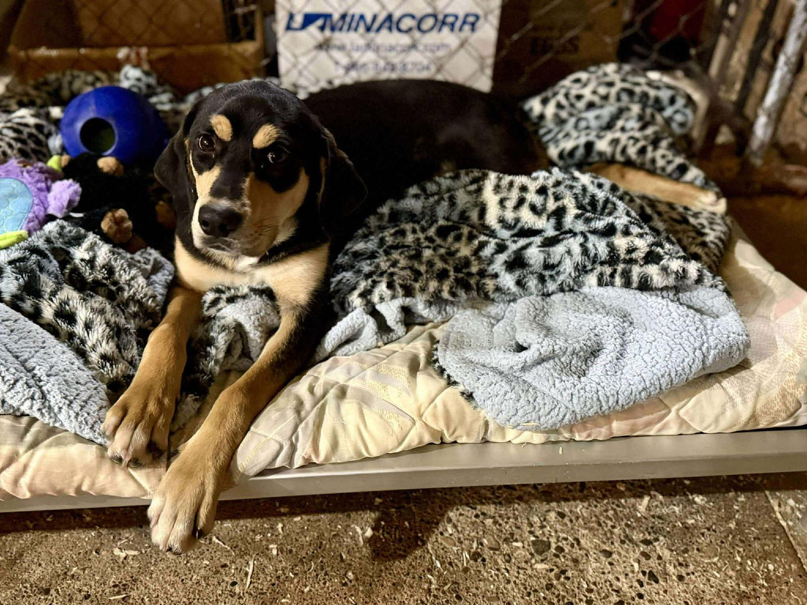 A young large-sized male Rottweiler dog named Buddy for adoption in Livonia, MI