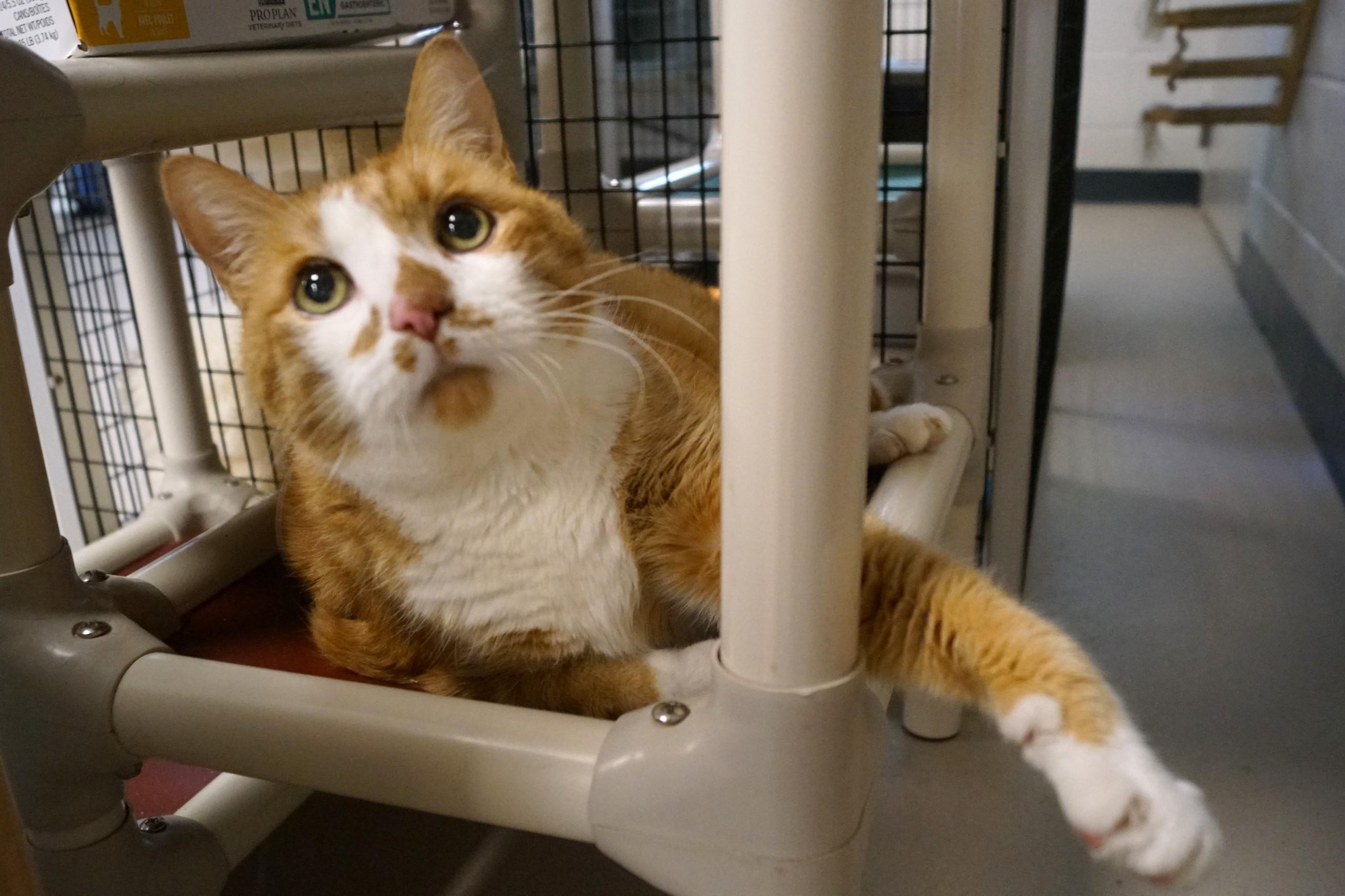 Willie~ Diabetic And Bonded