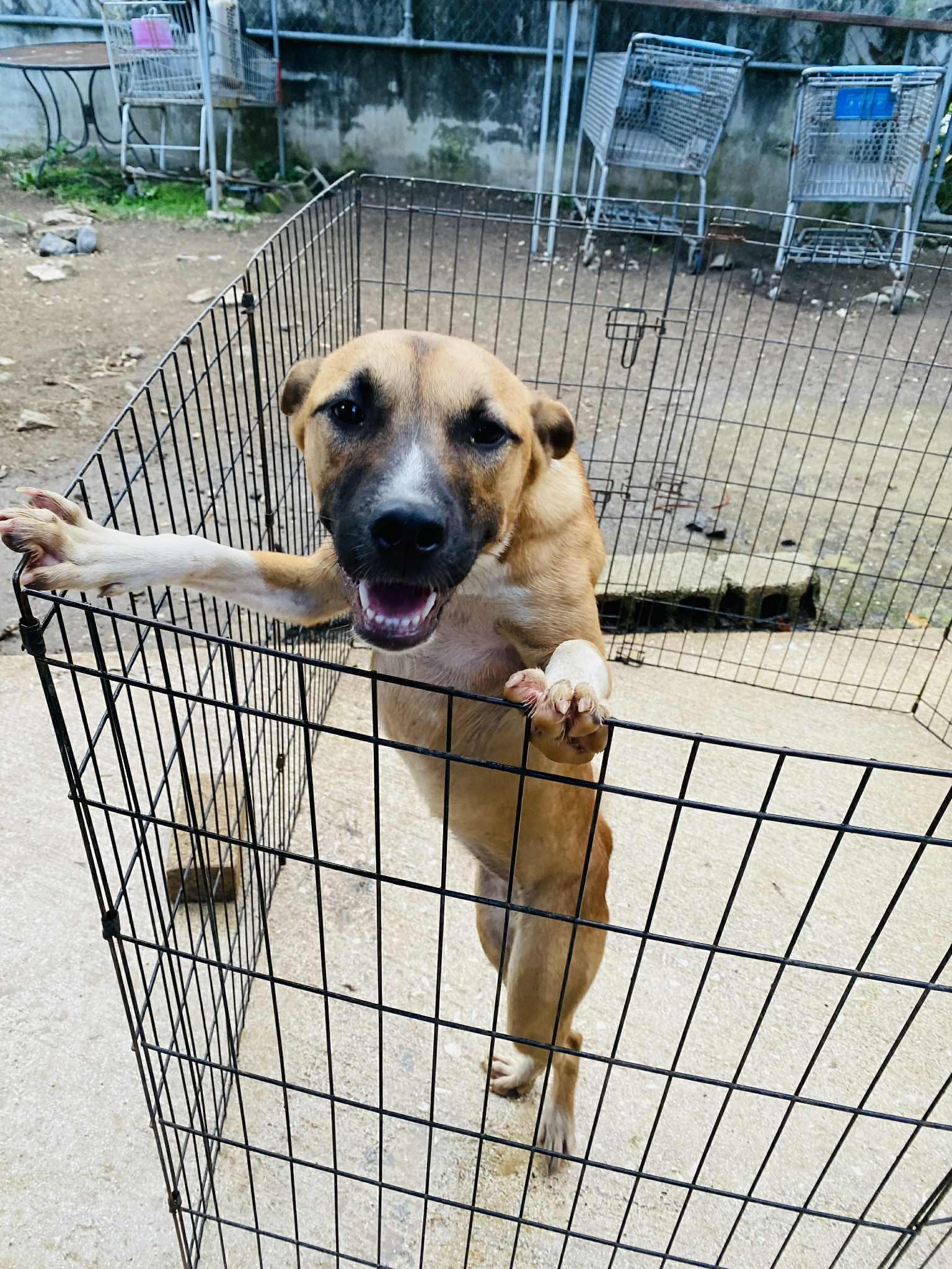 Snickerdoodle photo 1