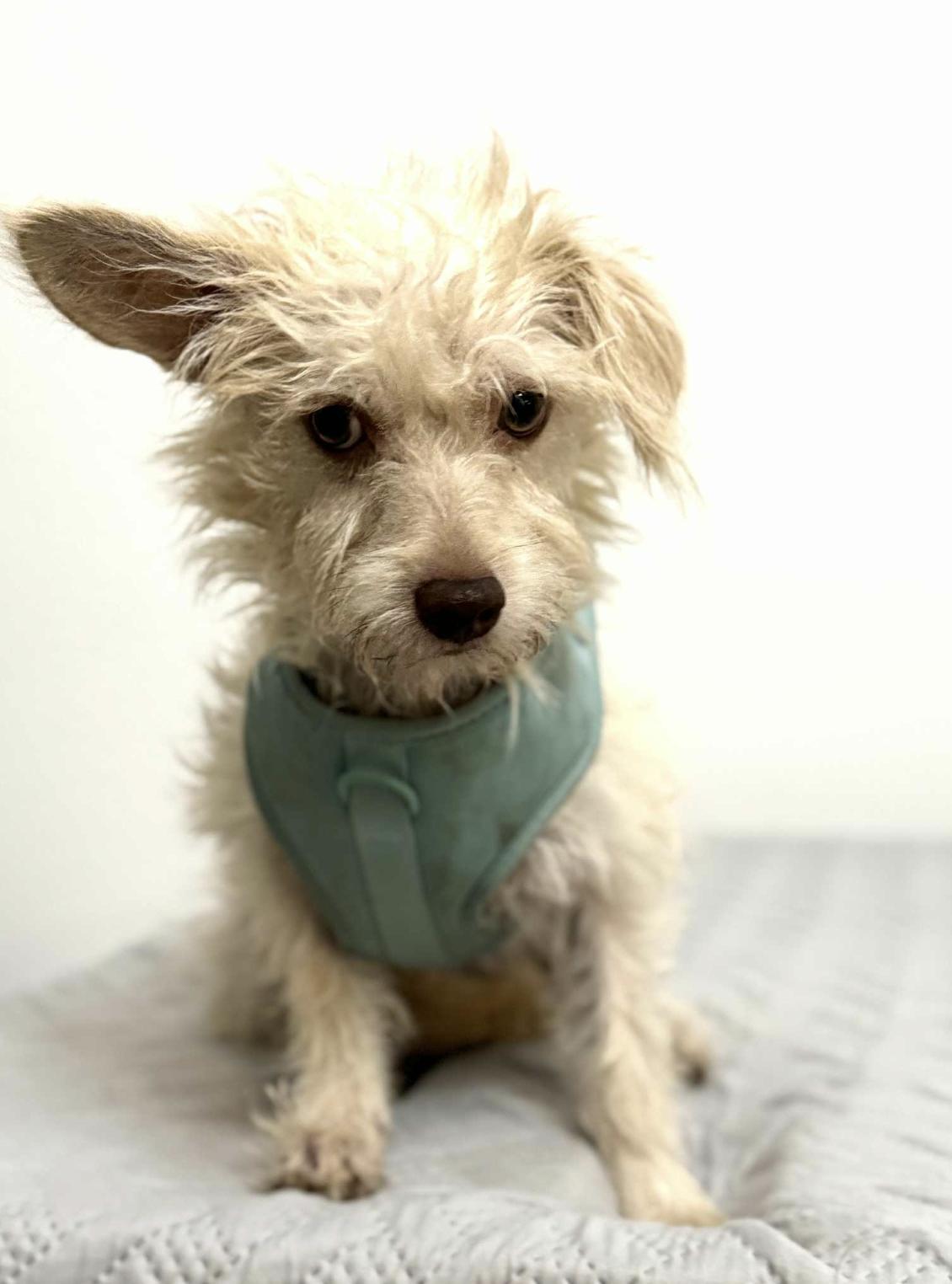 A young small-sized male Mixed Breed dog named Marty for adoption in Allen, TX