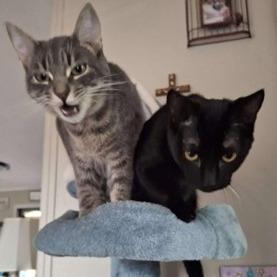 Binx Bonded To Auggie