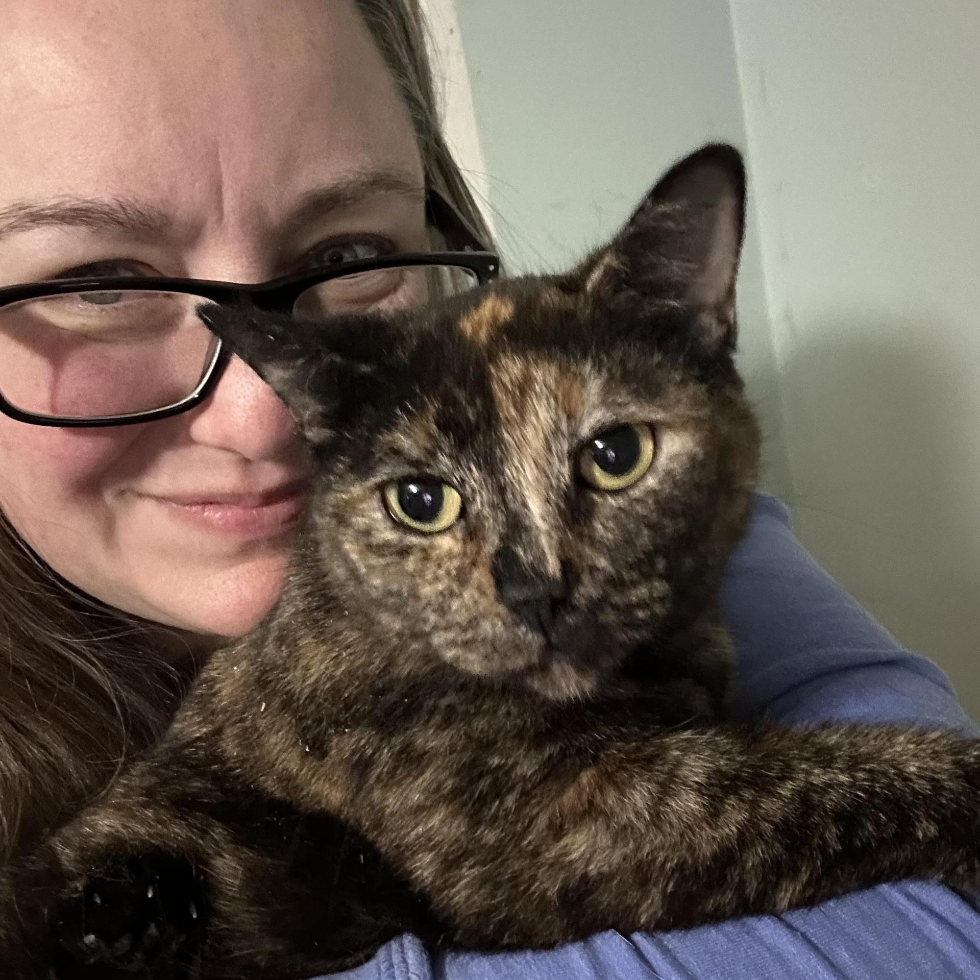 A young medium-sized female Tortoiseshell cat named Spot for adoption in Soddy Daisy, TN