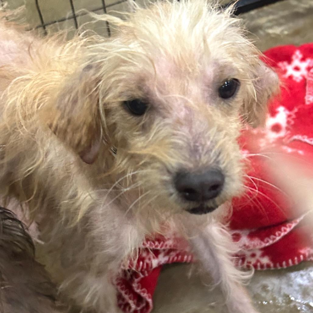An adult small-sized male White / Cream Yorkshire Terrier dog named Nathan for adoption in Alexandria, VA