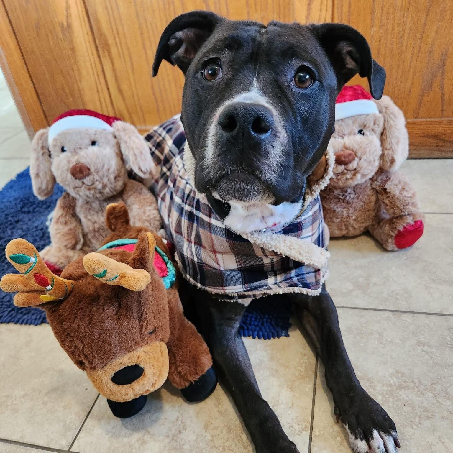 An adult medium-sized female Black American Staffordshire Terrier dog named Tinsel for adoption in Sparta, WI