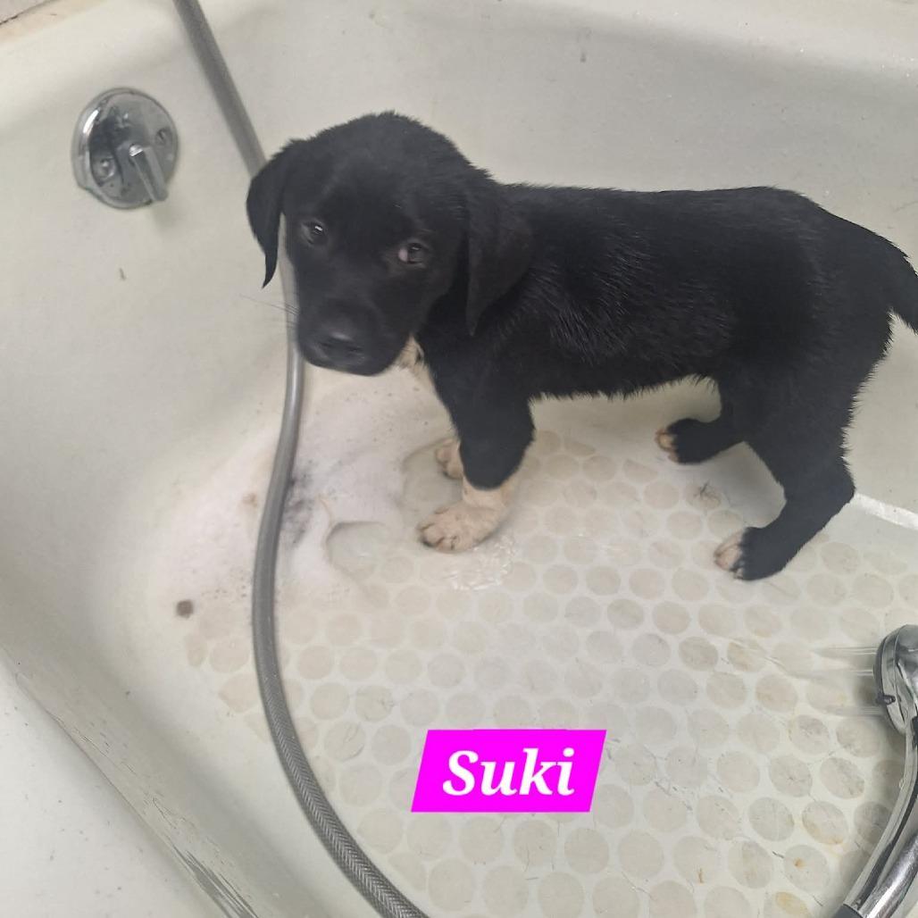 Suki