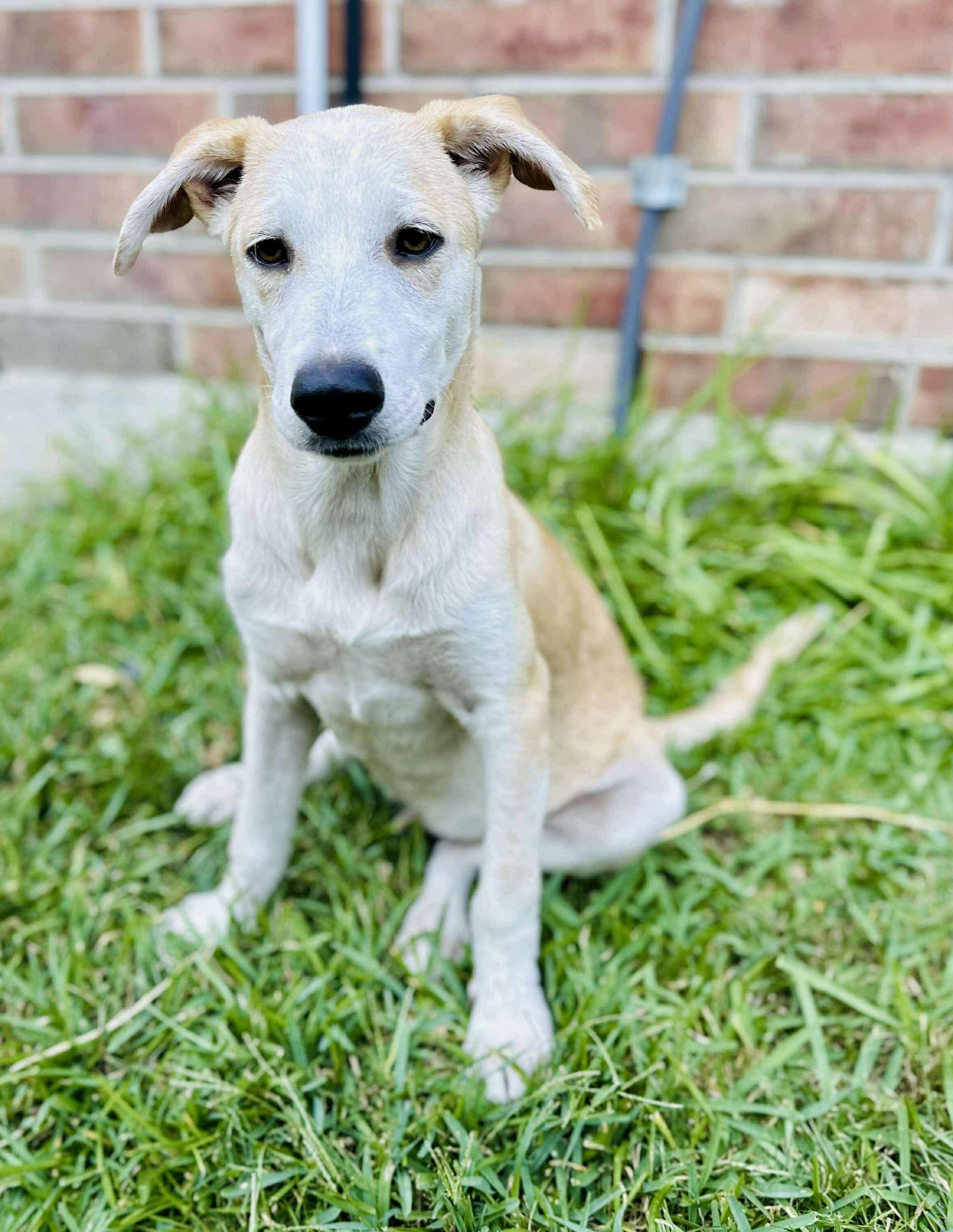 A young medium-sized male Apricot / Beige Labrador Retriever dog named Harlow for adoption in Mooresville, NC