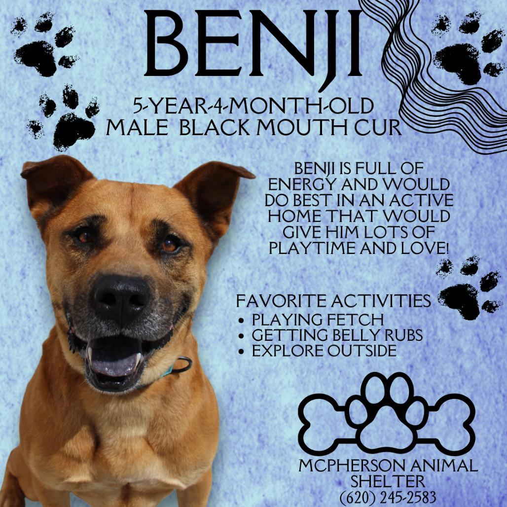 Benji photo 1