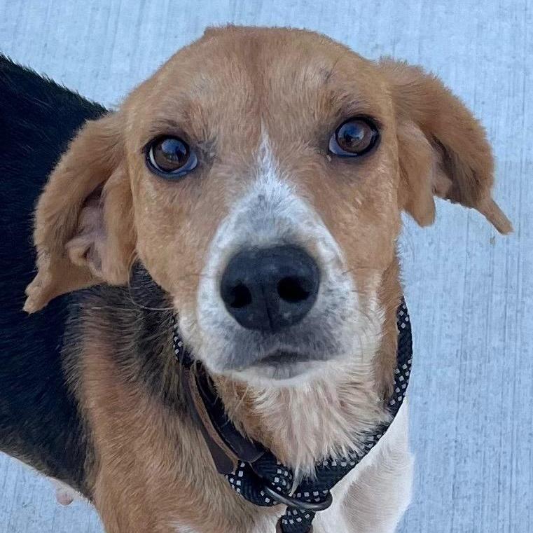 Rosey Darling Little