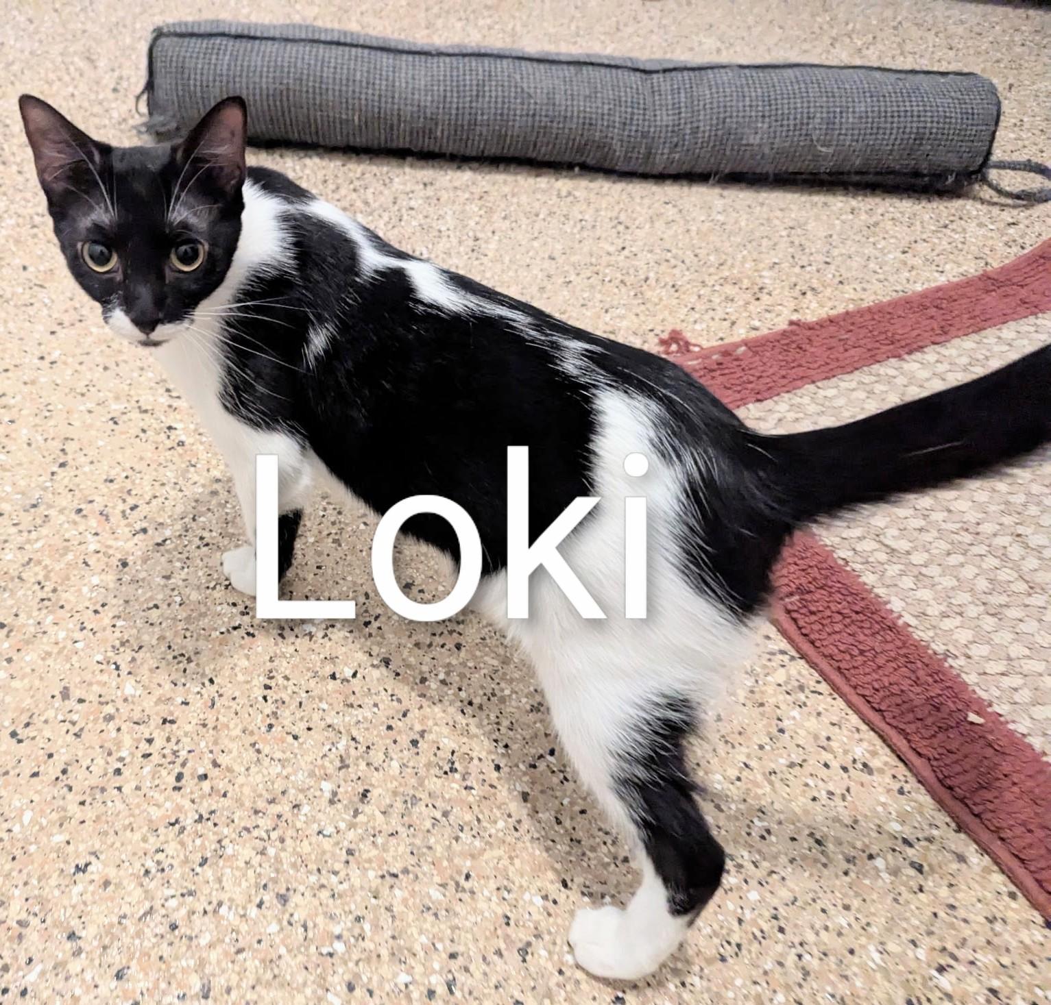 Loki
