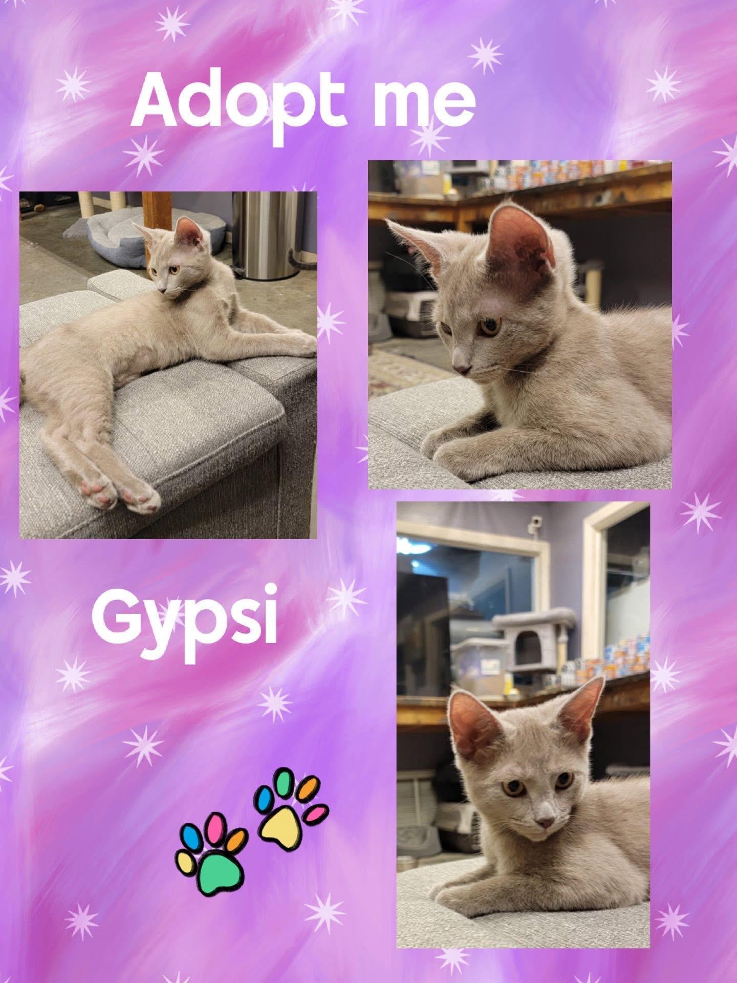 Gypsi