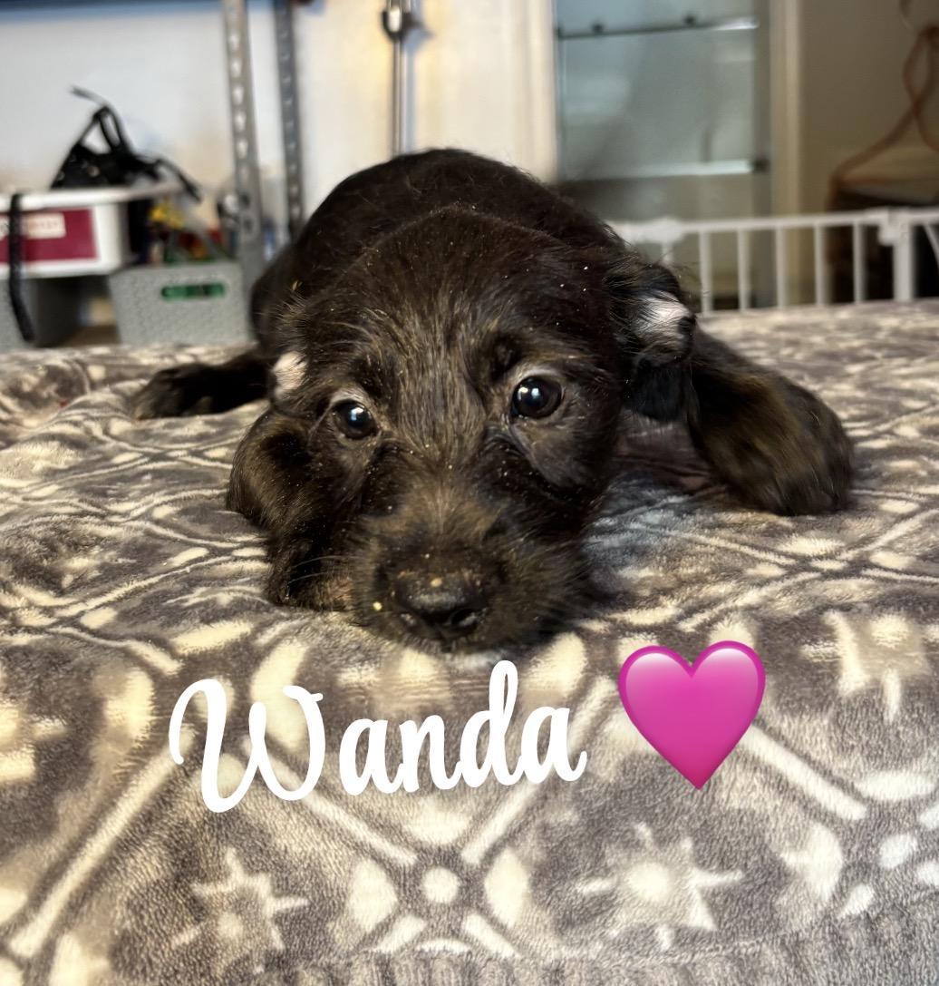Wanda