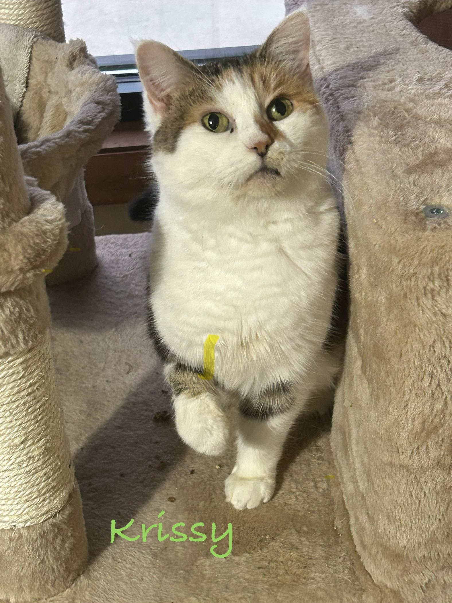 Krissy