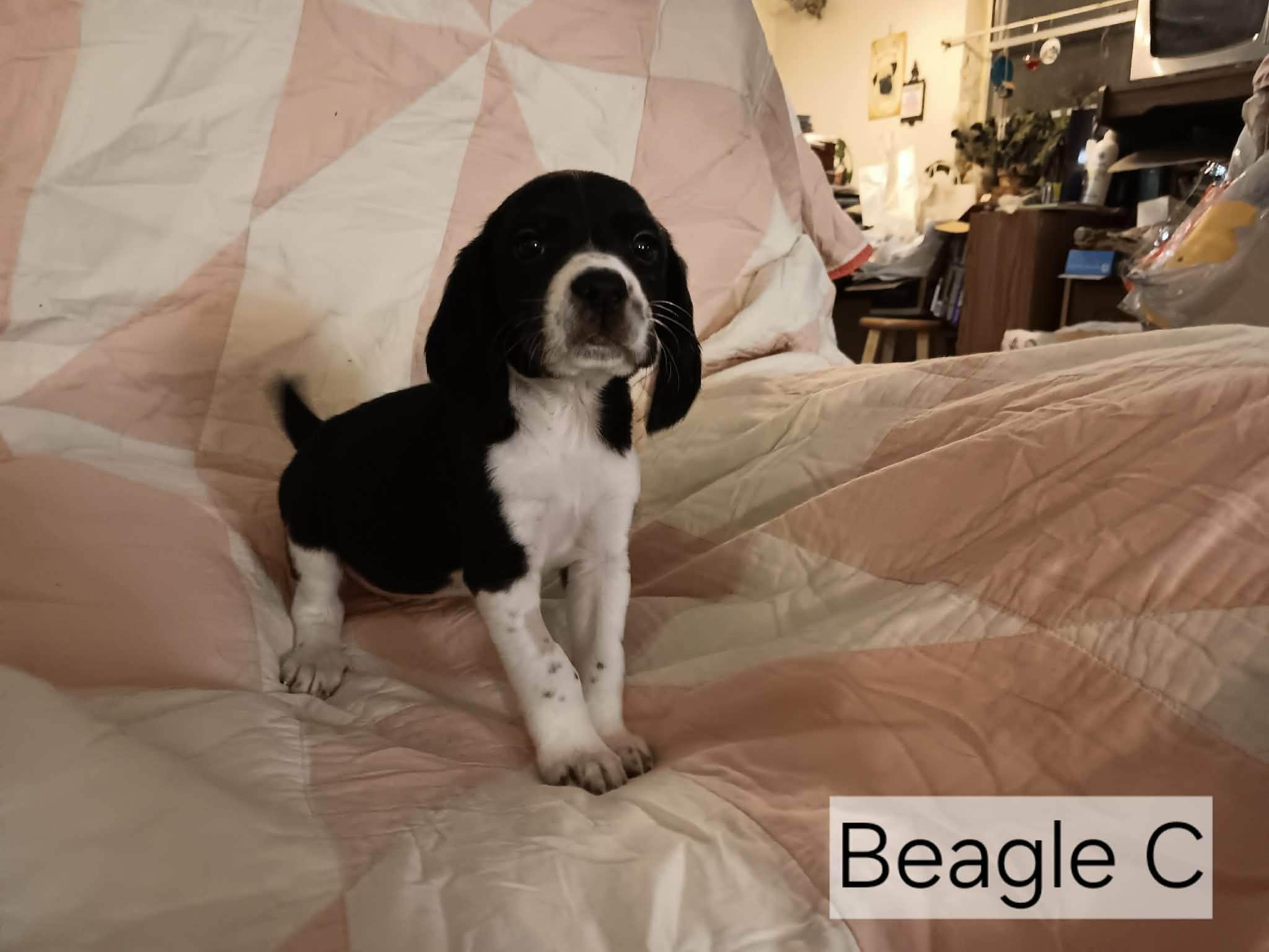 Beagle
