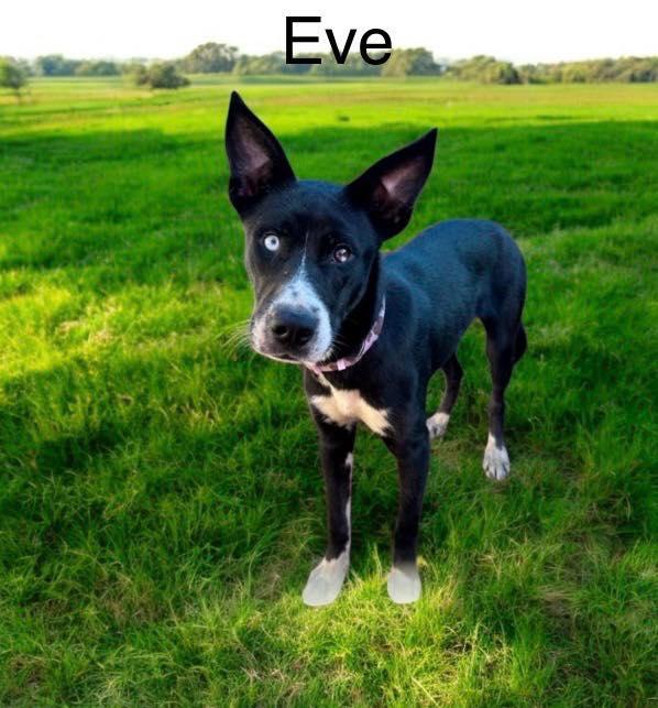 Eve