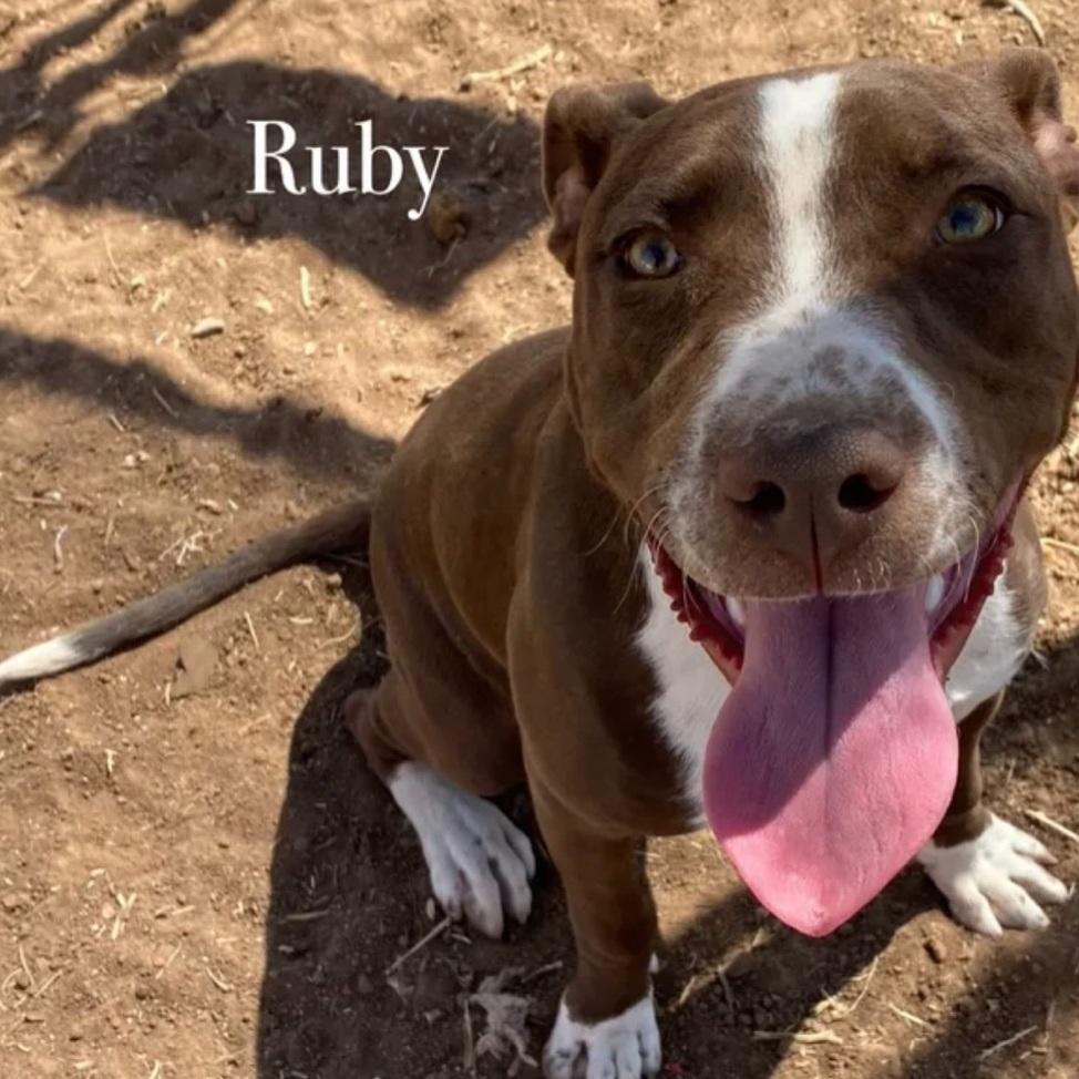 An adult medium-sized female Brown / Chocolate Pit Bull Terrier dog named Ruby for adoption in Canyon, TX