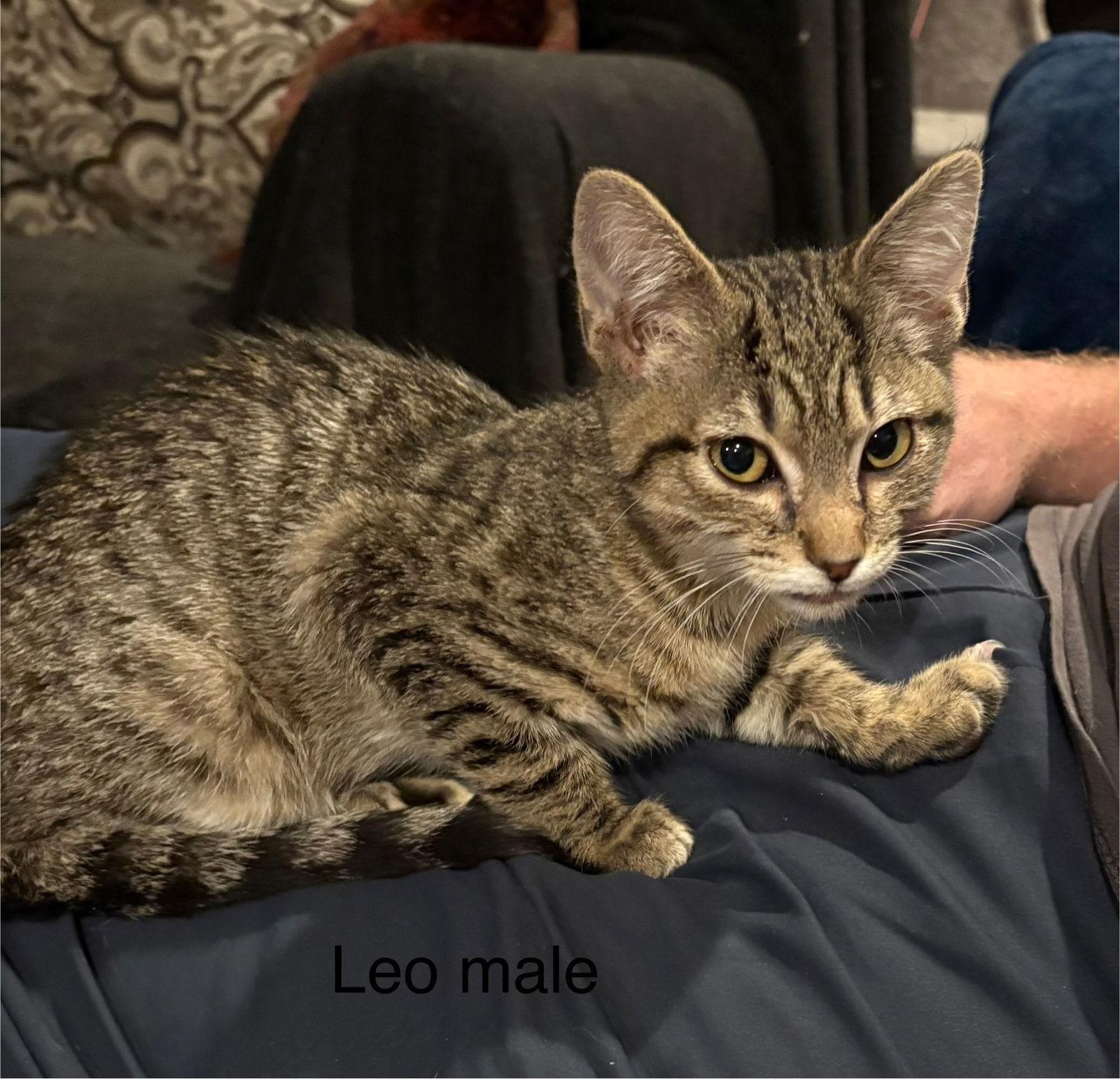 Leo