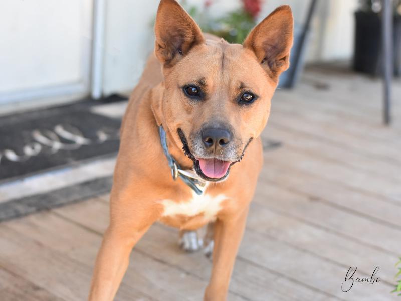 A young medium-sized female Yellow / Tan / Blond / Fawn Pit Bull Terrier dog named Bambi Ii for adoption in Conroe, TX