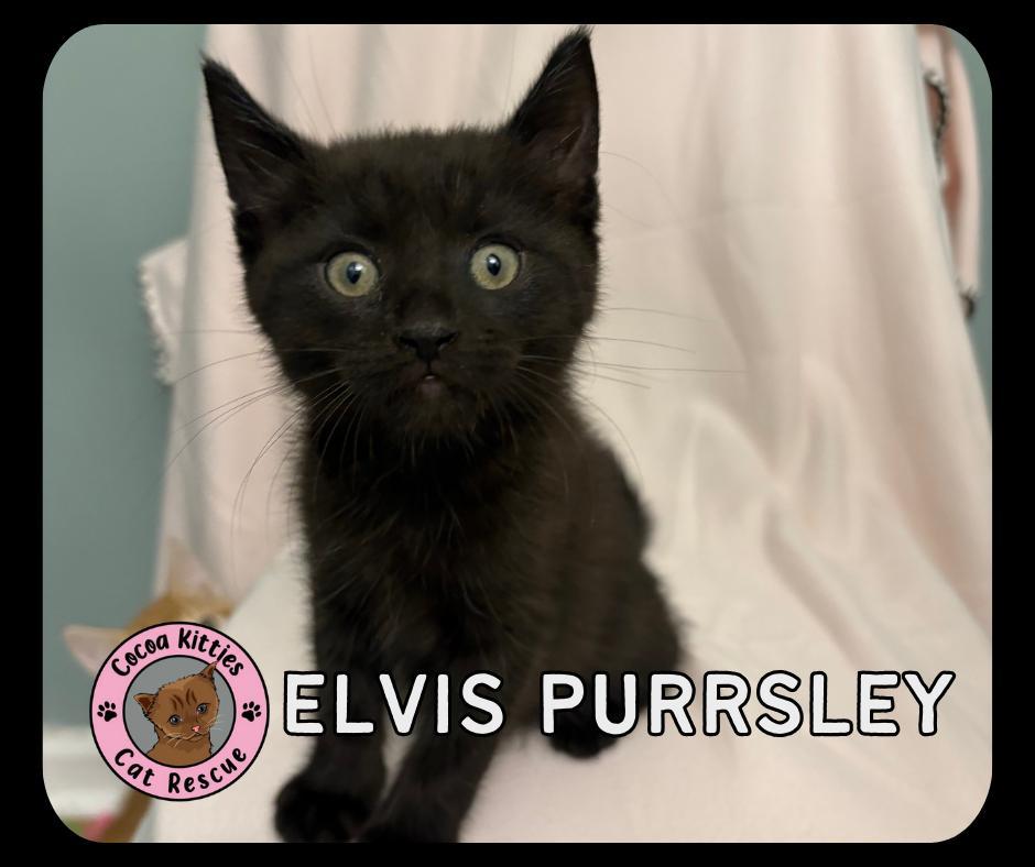 Elvis Purrsley