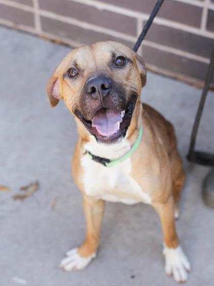 An adult medium-sized male Mixed Breed dog named Merchant for adoption in Chamblee, GA