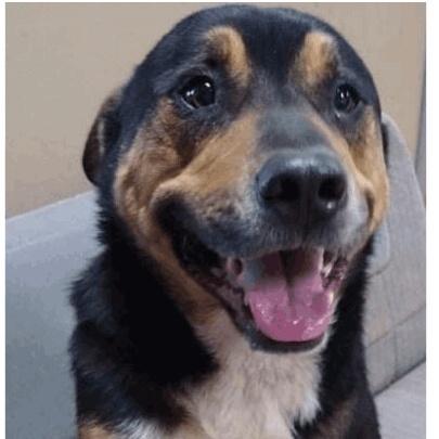 An adult medium-sized male Tricolor (Brown, Black, & White) German Shepherd Dog dog named Xavier for adoption in Canyon, TX