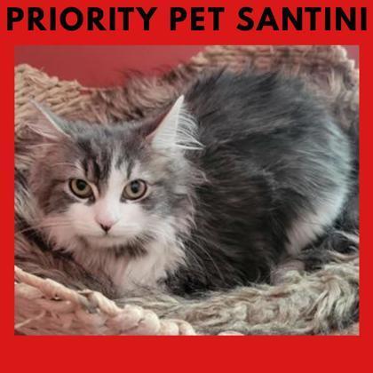 Santini `a Priority Pet`