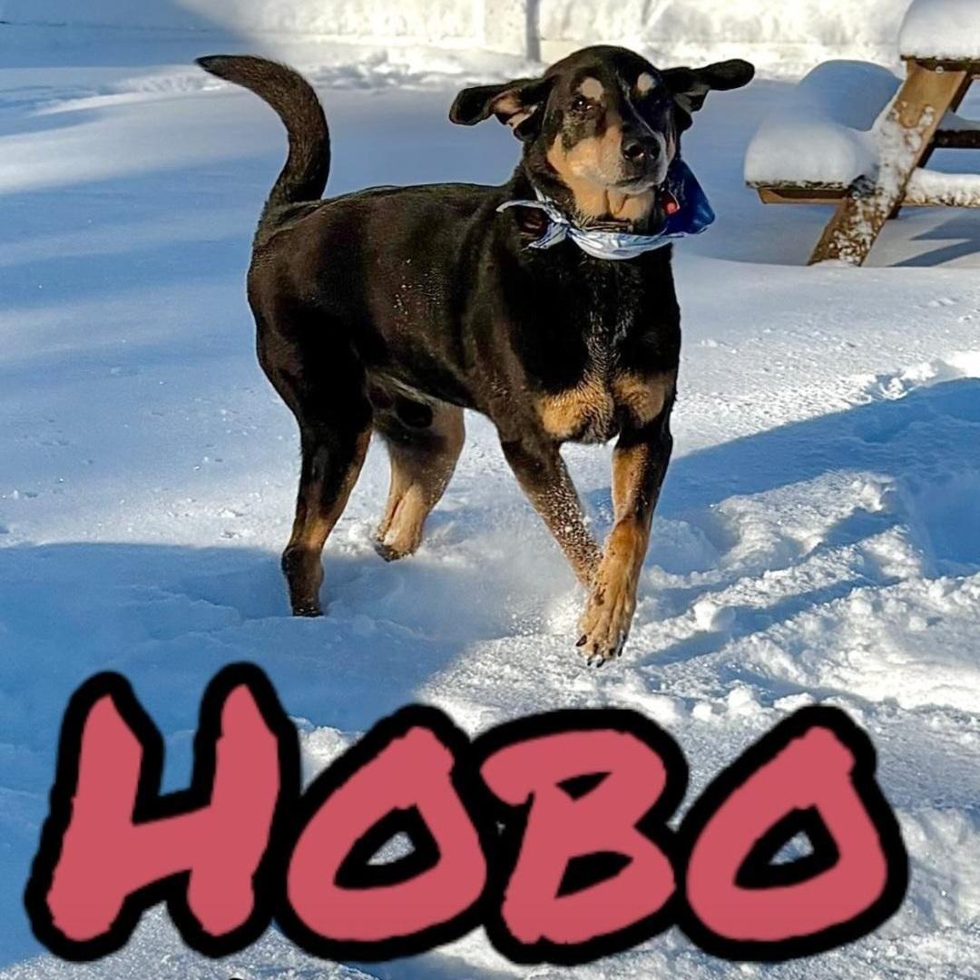 Hobo