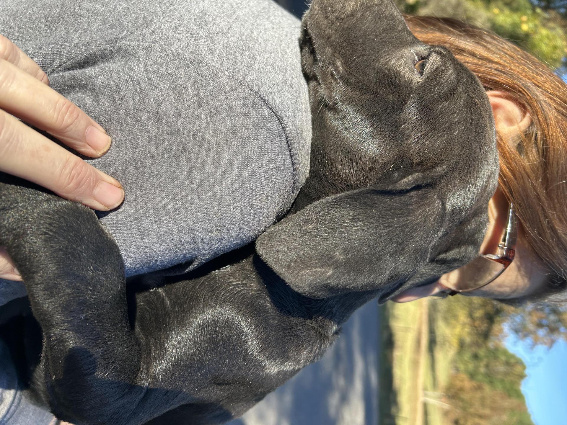 A young medium-sized female Black Labrador Retriever dog named Marley for adoption in Texarkana, TX