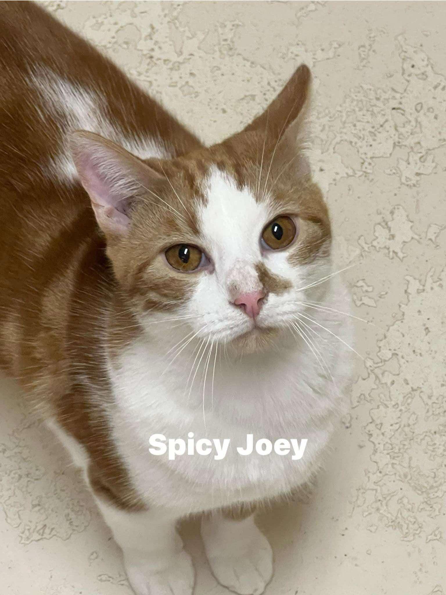 Spicy Joe